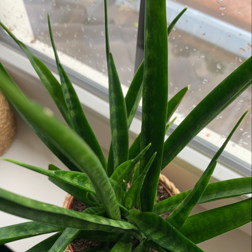 Cylindrical Snake Plant plant photo by @Zoesplants named Spiky bitch on Greg, the plant care app.
