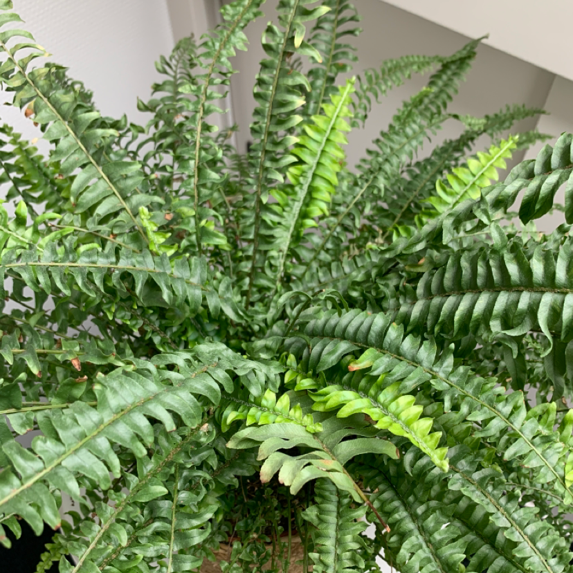Boston Fern plant photo by @Zoesplants named Fern on Greg, the plant care app.