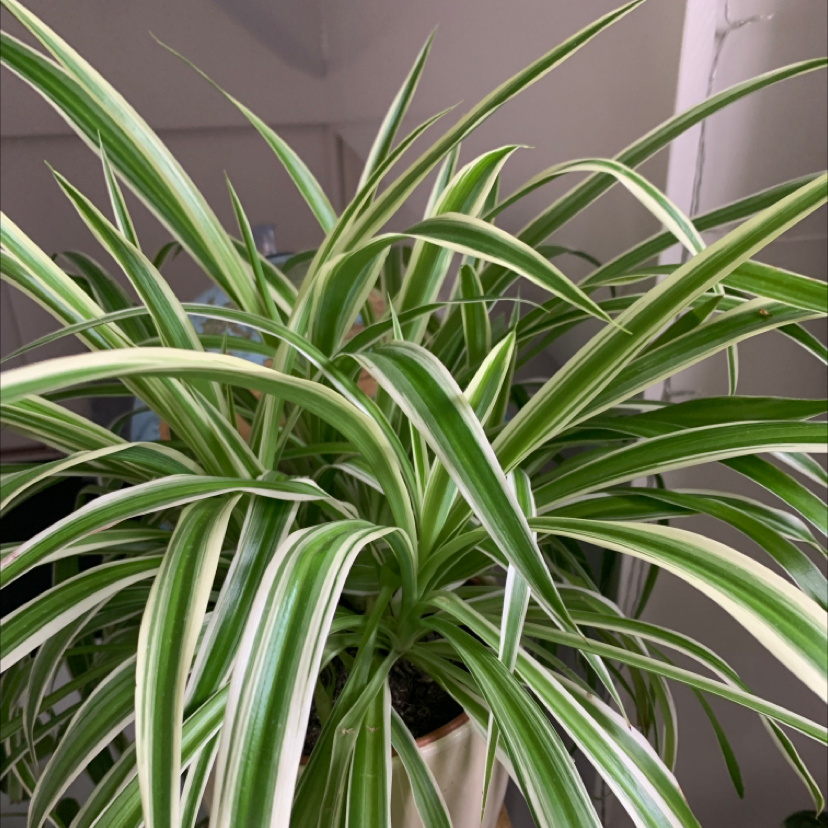 Spider Plant plant photo by @Zoesplants named Queen on Greg, the plant care app.