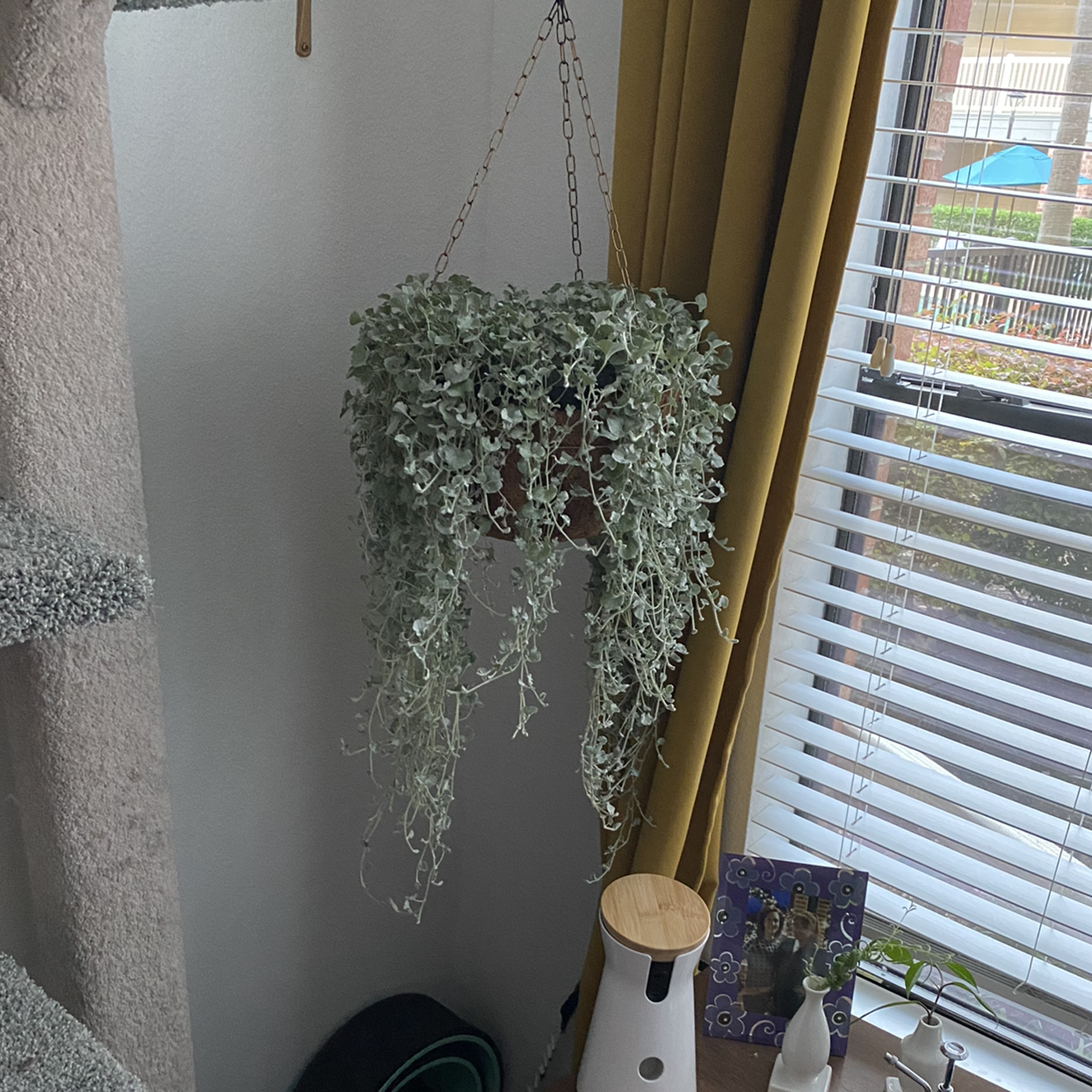 Photo of the plant species Silver Ponysfoot by @Sabrinaleighh named Planterson Cooper on Greg, the plant care app