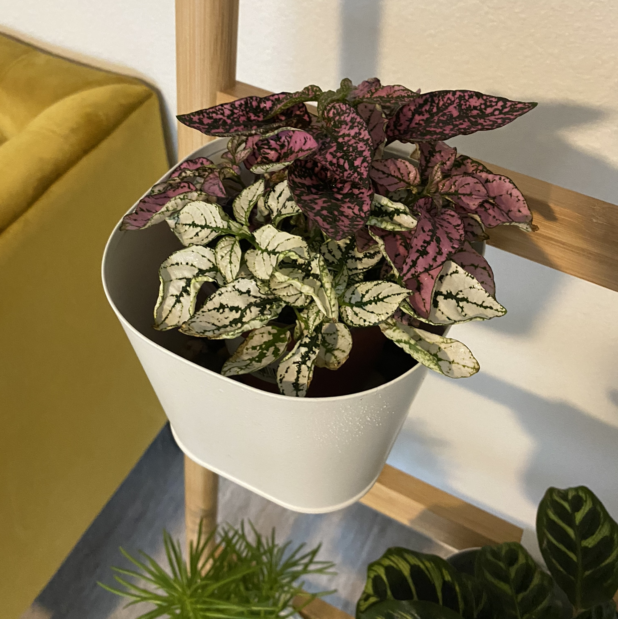 Polka Dot Plant plant photo by @Sabrinaleighh named Debbie on Greg, the plant care app.