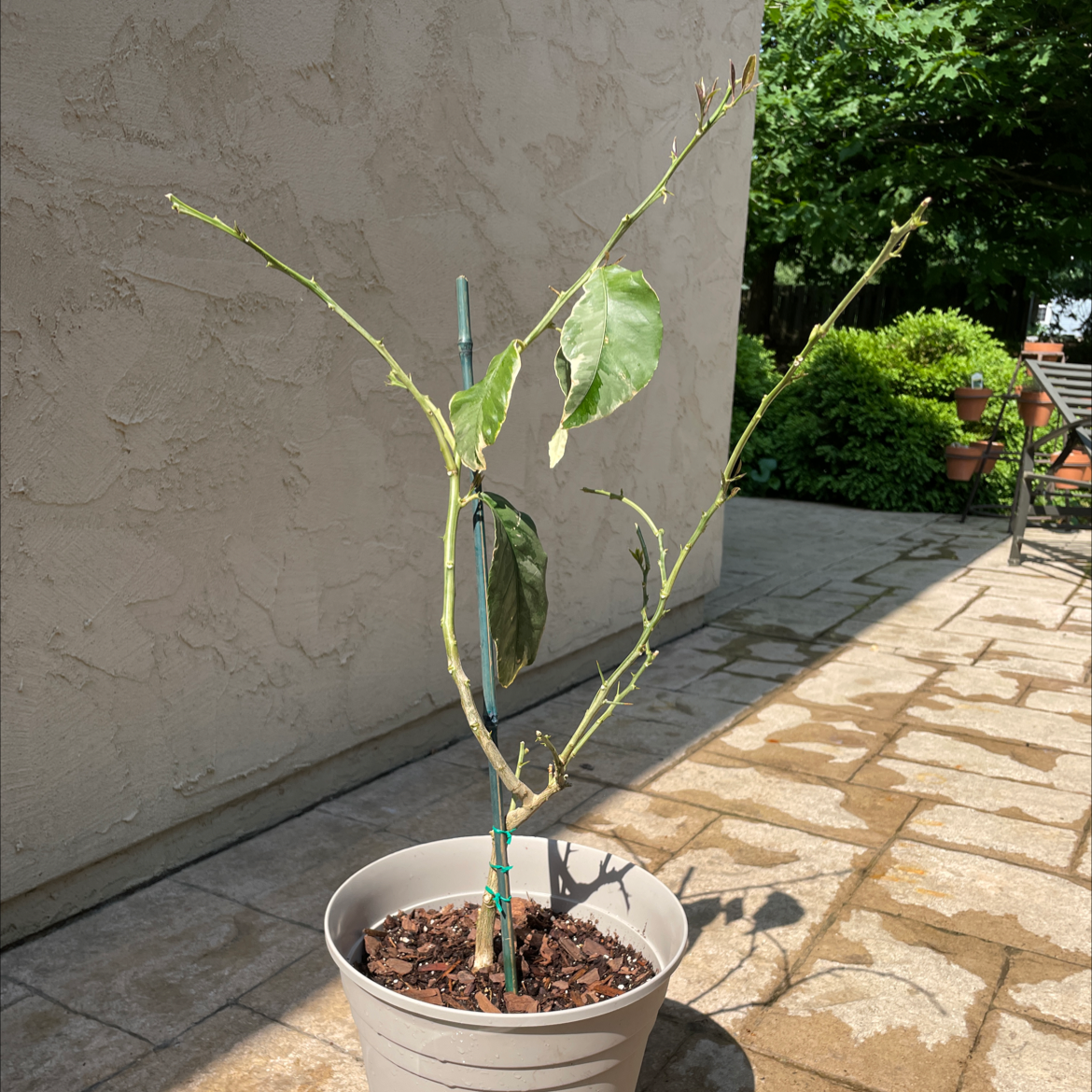 Potted Pink Lemonade Lemon plant with sparse foliage and discolored leaves, situated outdoors.