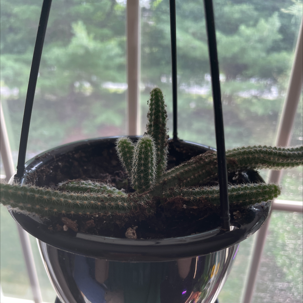 Photo of the plant species Dog Tail Cactus by @mitchellbernhardt named Tails on Greg, the plant care app