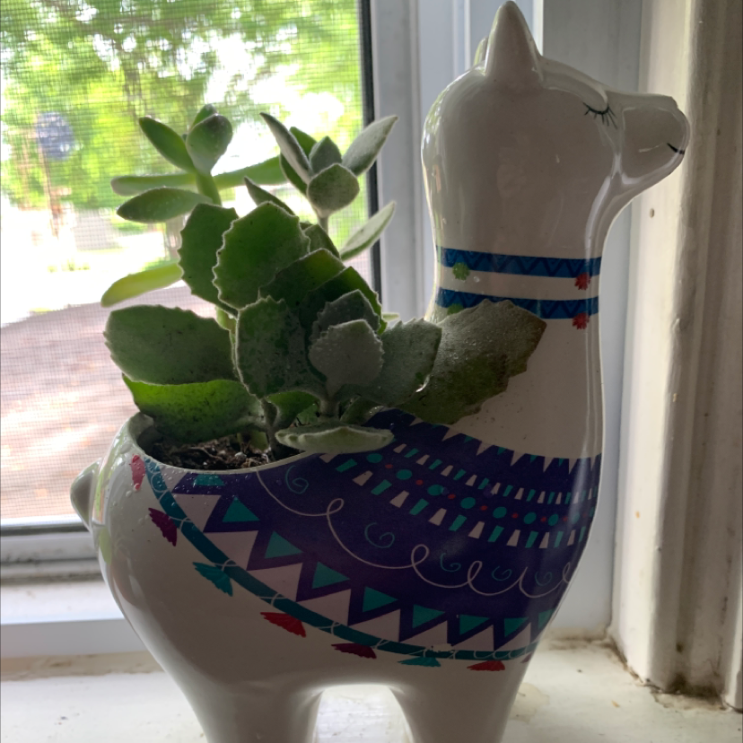 Photo of the plant species Felt Bush by Owen named Casper on Greg, the plant care app
