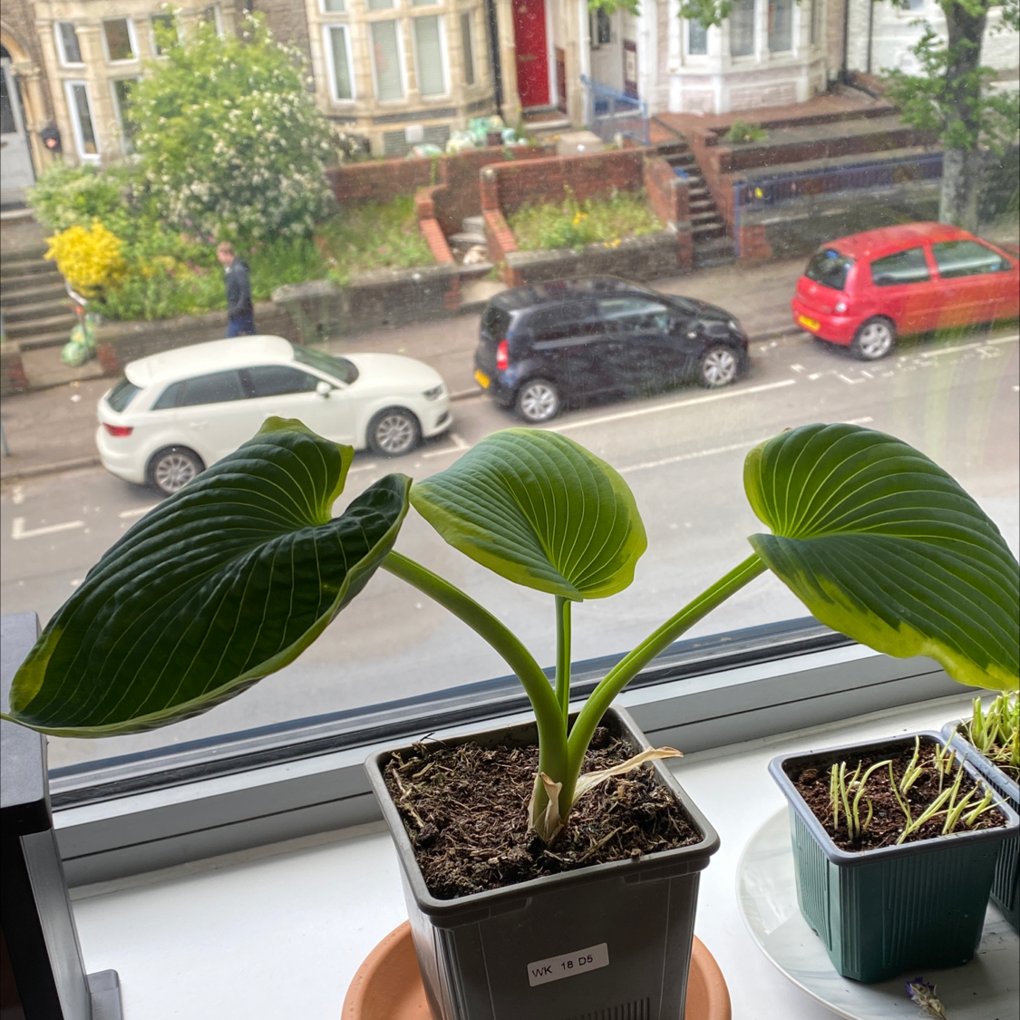 Siebold's Plantain Lily in a pot on a windowsill with a street view in the background.