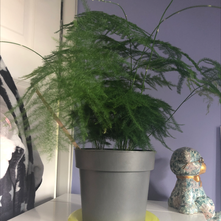 Asparagus Fern plant photo by @KizWiz named Delilah on Greg, the plant care app.