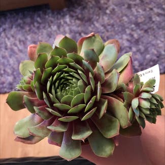 Hens and Chicks plant in Bristol, England