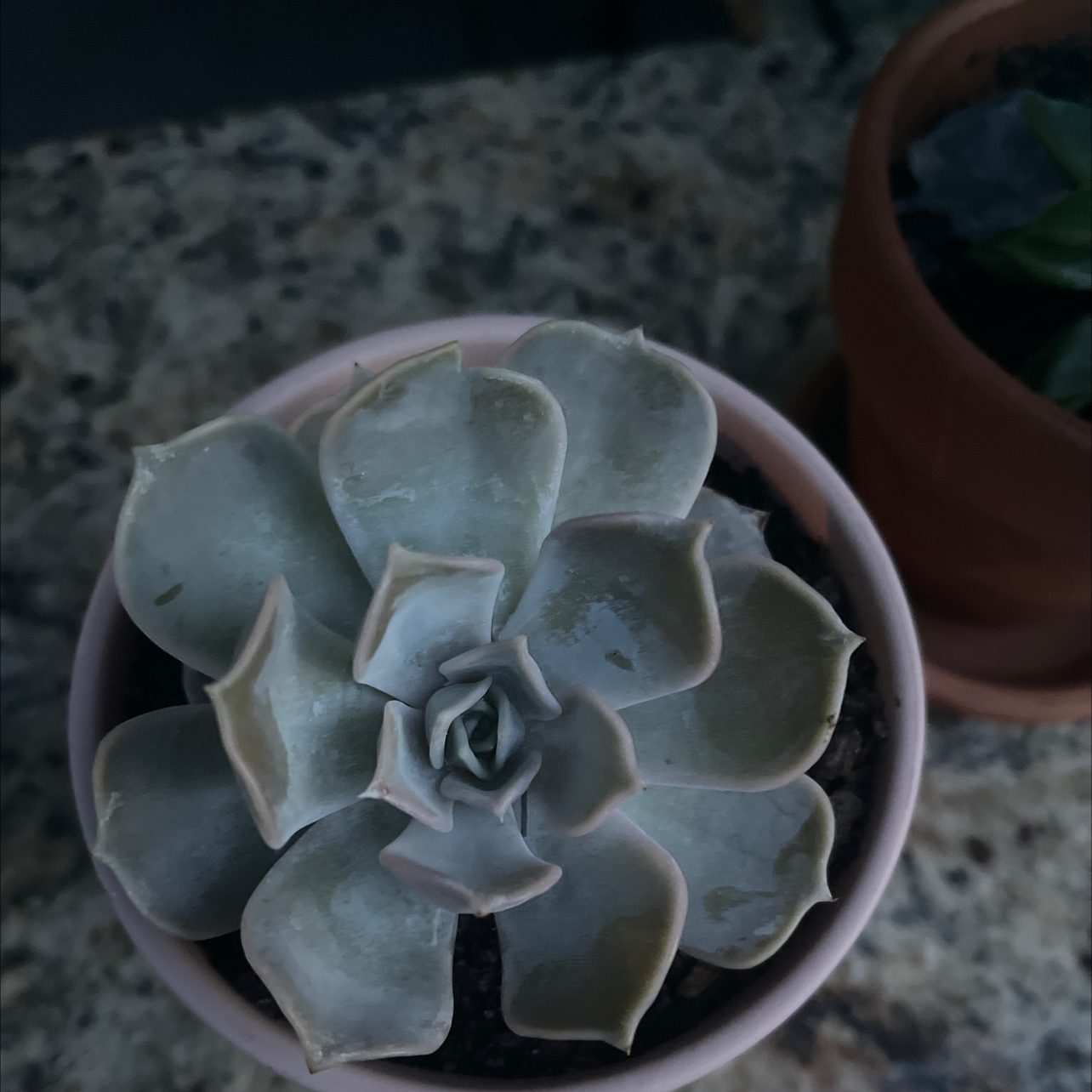 Ghost Echeveria succulent in a small pot with slight browning on leaf edges.