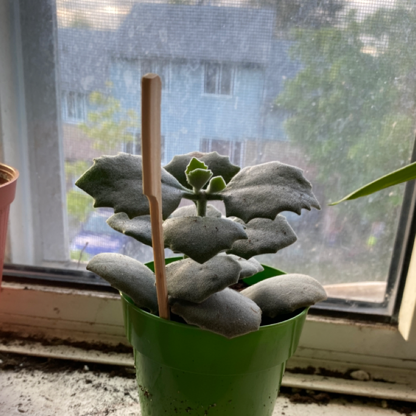 Felt Bush plant in a green pot on a windowsill, with healthy felt-like leaves.