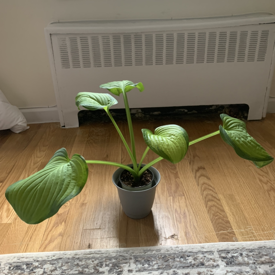 Potted Siebold's Plantain Lily with large green leaves, well-framed and in focus.
