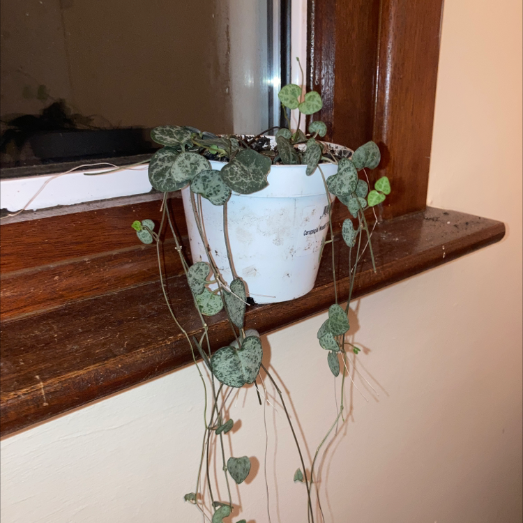 String of Hearts plant photo by @tj_ayling named Kwame on Greg, the plant care app.