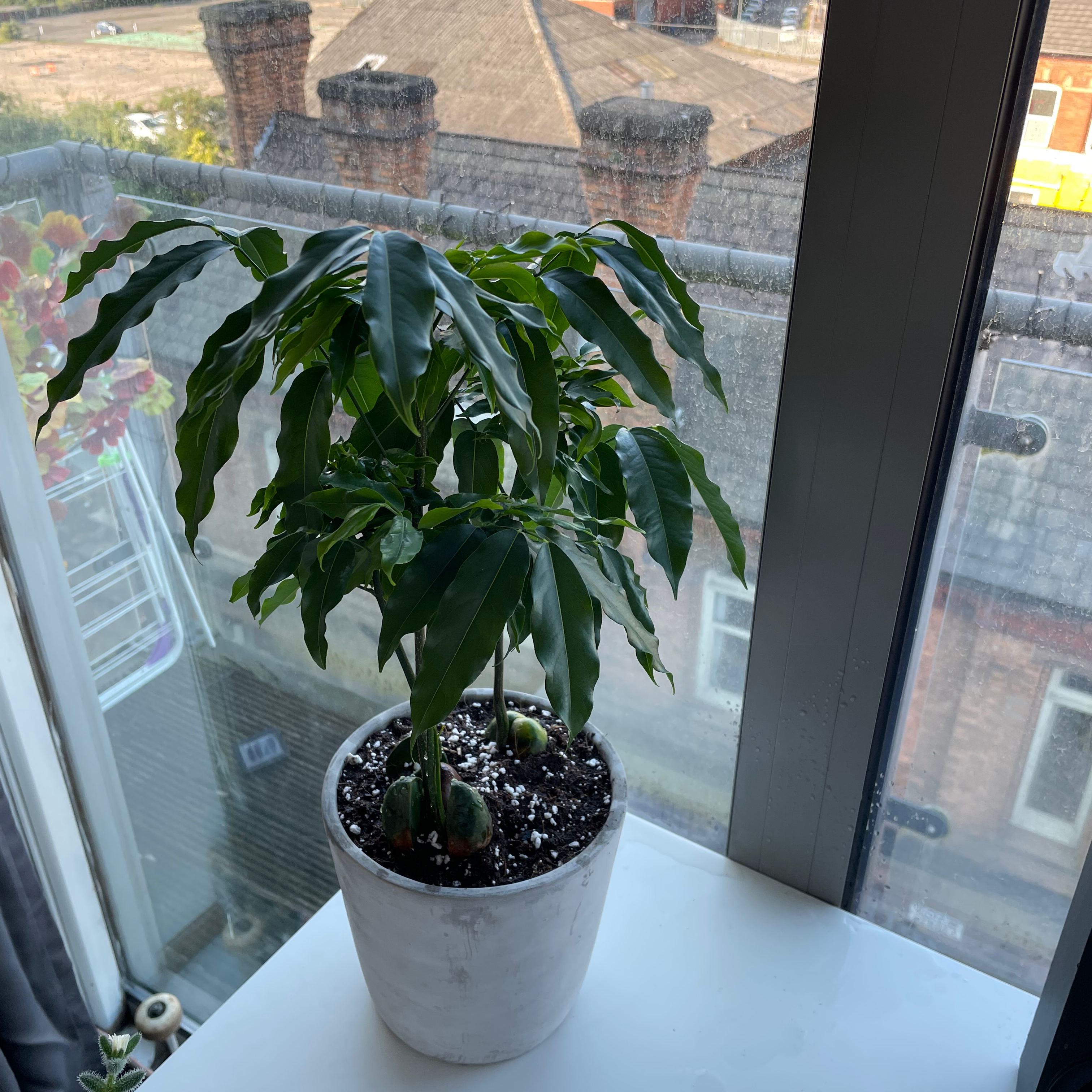 Potted Lucky Bean Tree plant near a window with visible soil and healthy green leaves.