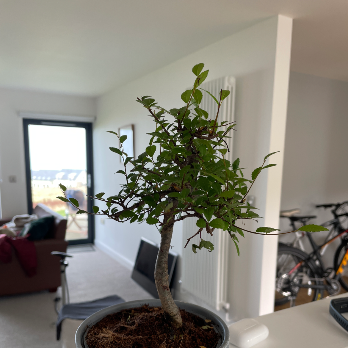 A healthy Chinese Elm bonsai tree with green leaves, planted in a small pot, on a table near a window.