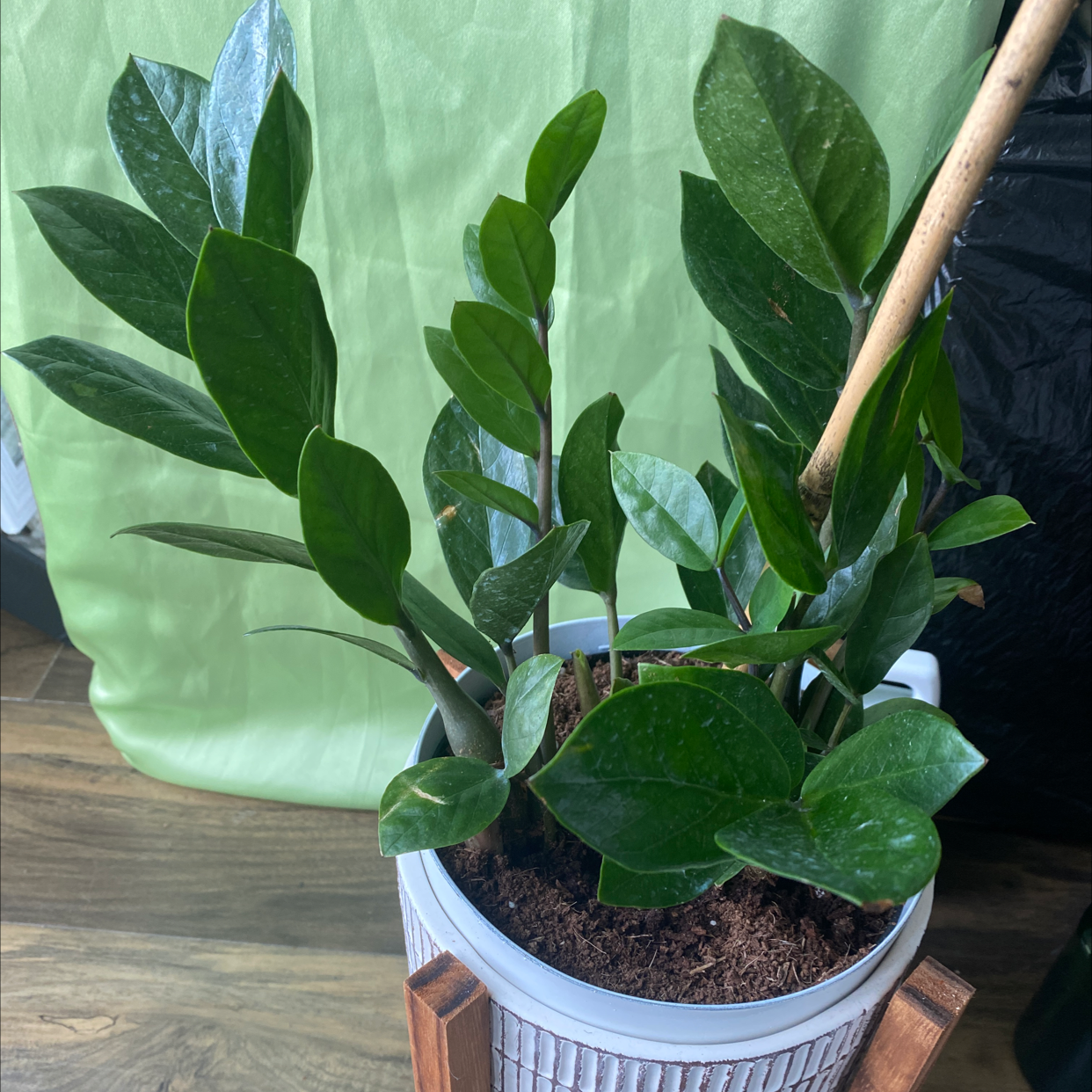Zamioculcas Zamiifolia plant photo by @KeyTylett named Lil Flip on Greg, the plant care app.