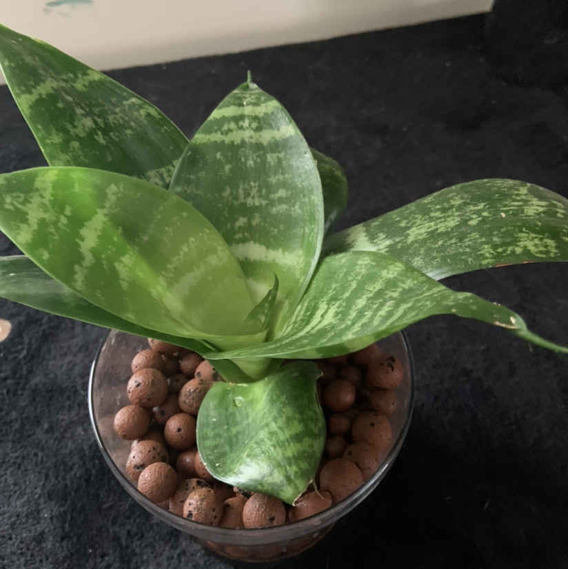 Sansevieria 'Frozen' plant in a clear pot with clay pebbles, healthy green leaves.