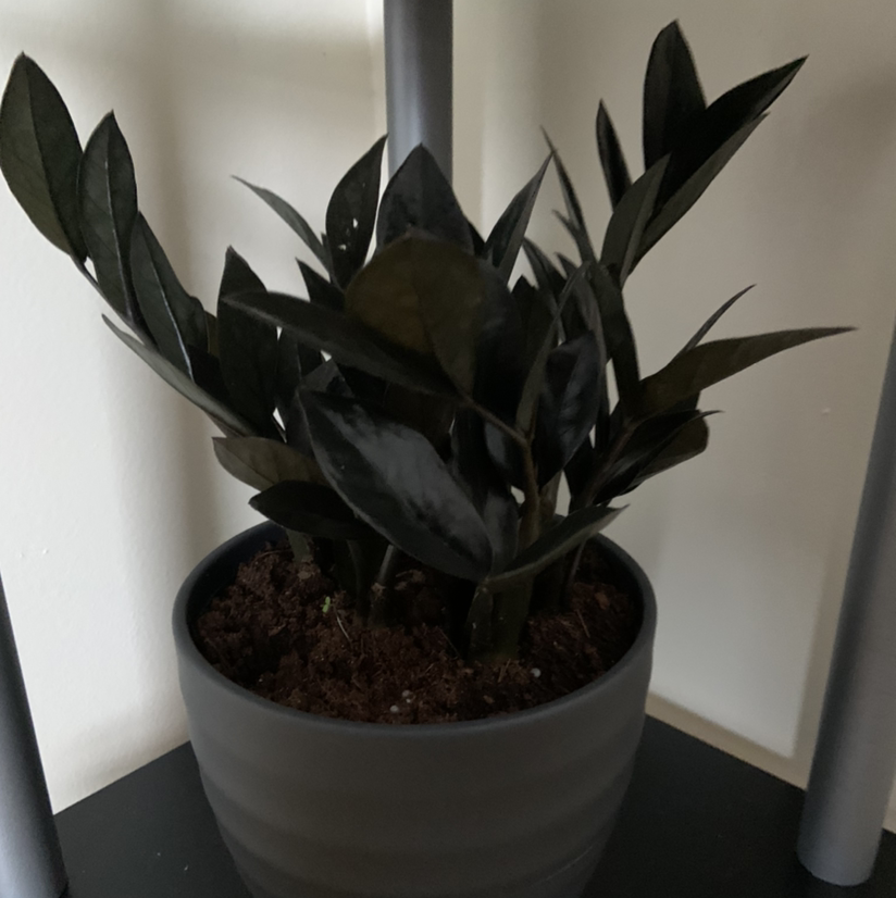 Raven ZZ Plant in a pot with dark, glossy leaves and visible soil.
