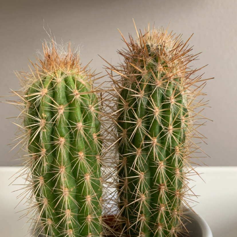 Golden Torch plant photo by Erika named Pablo on Greg, the plant care app.