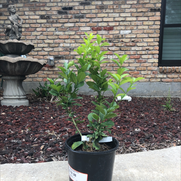 Key Lime Tree in a black pot outdoors with a brick wall and fountain in the background.