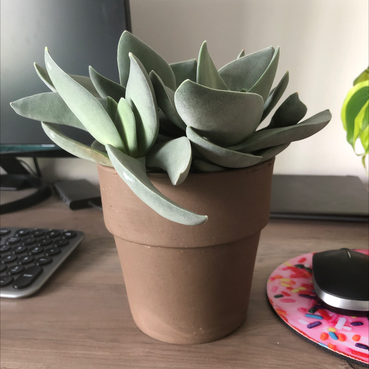A healthy potted succulent plant with thick, fleshy leaves in an indoor setting.