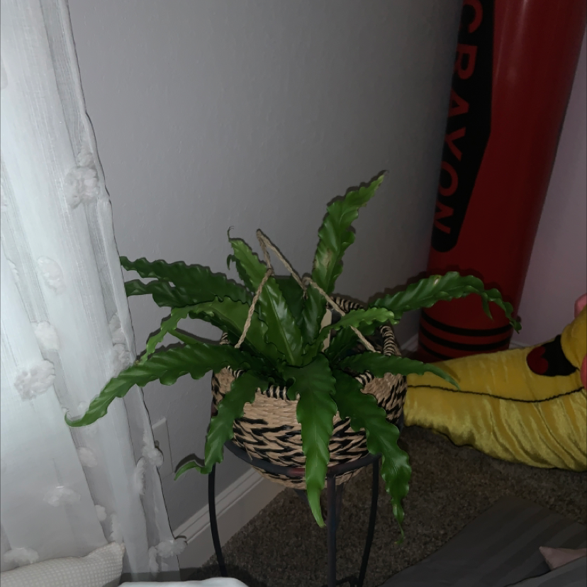 Bird's Nest Fern plant photo by @plantmommy named Tree Diddy on Greg, the plant care app.
