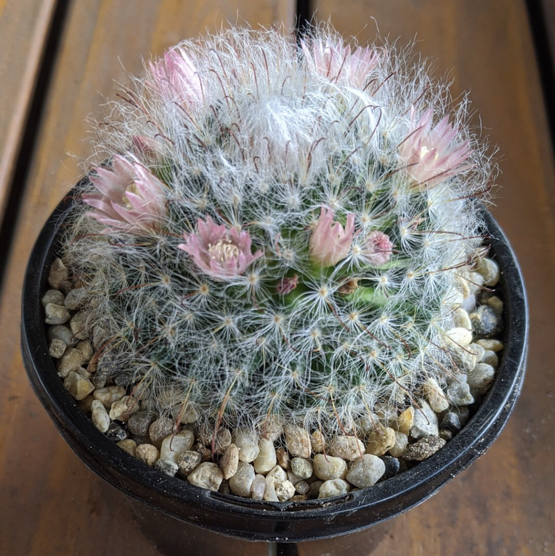 Powder Puff Cactus in a pot with blooming pink flowers and visible soil.