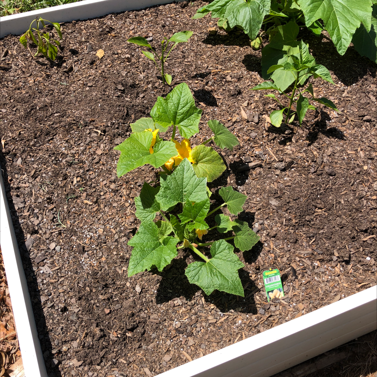 🥒 Does My Cucumber Need Direct Sunlight?