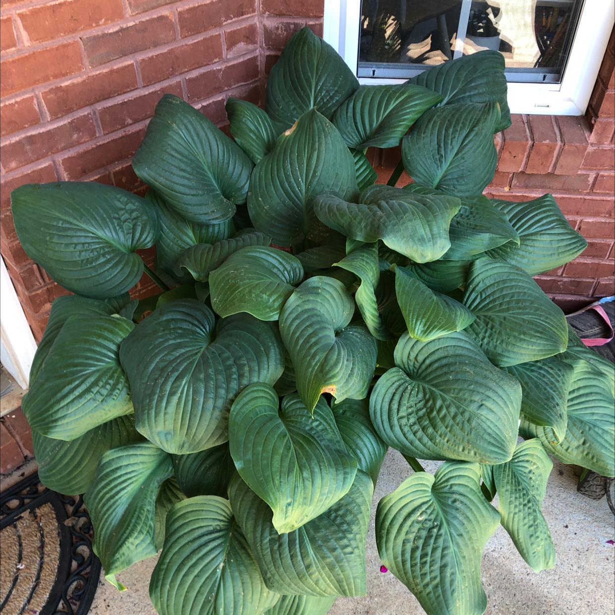 Healthy Siebold's Plantain Lily with large green leaves near a brick wall and window.