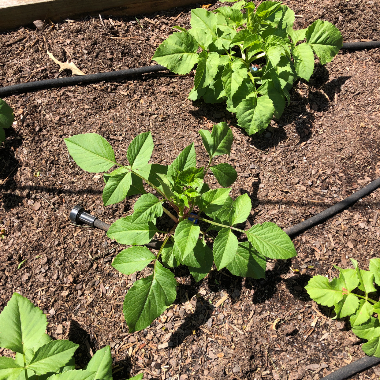 Garden Dahlia plant in a garden bed with visible soil and irrigation tubing.