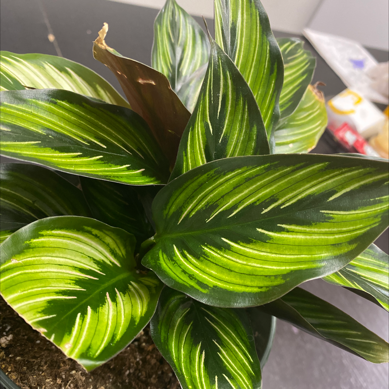 Pinstripe Calathea with vibrant green leaves and some browning on one leaf.