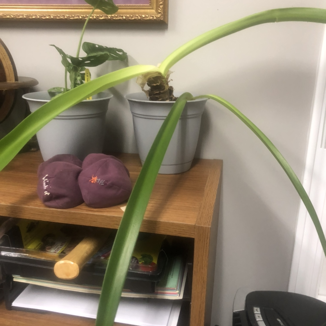 Potted plant with long, arching leaves on a wooden shelf with other objects.