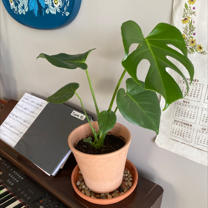 Monstera plant photo by Naomi named chungus on Greg, the plant care app.