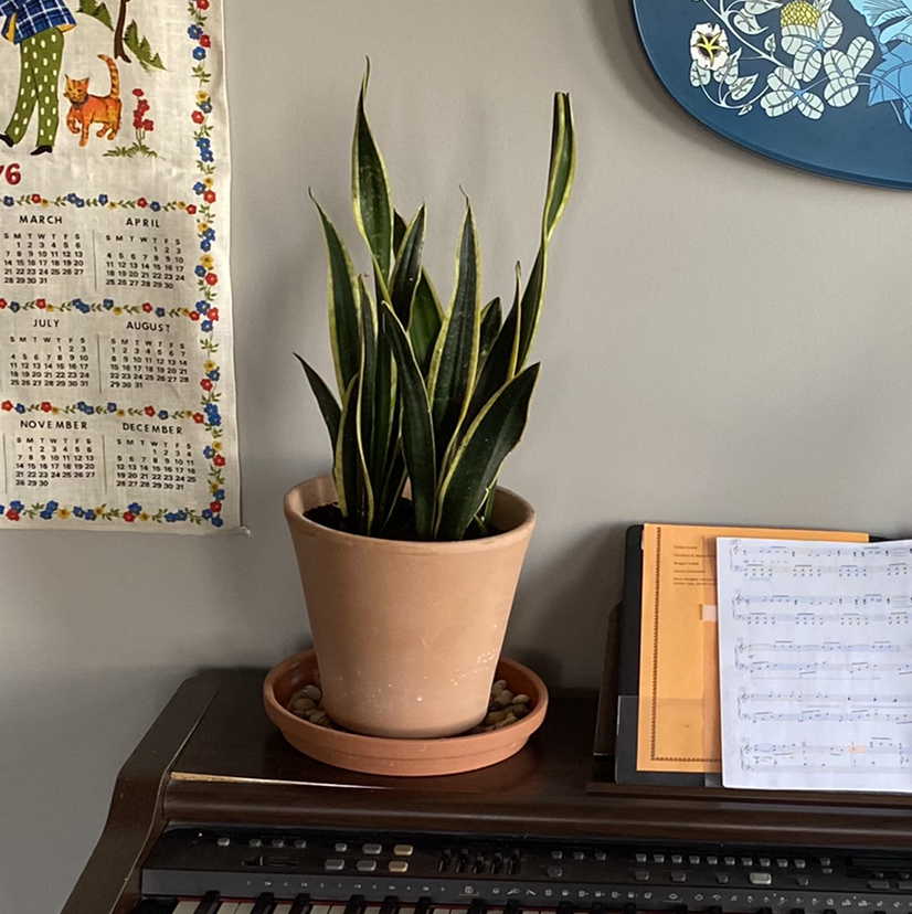 Snake Plant plant photo by Naomi named benjamin on Greg, the plant care app.