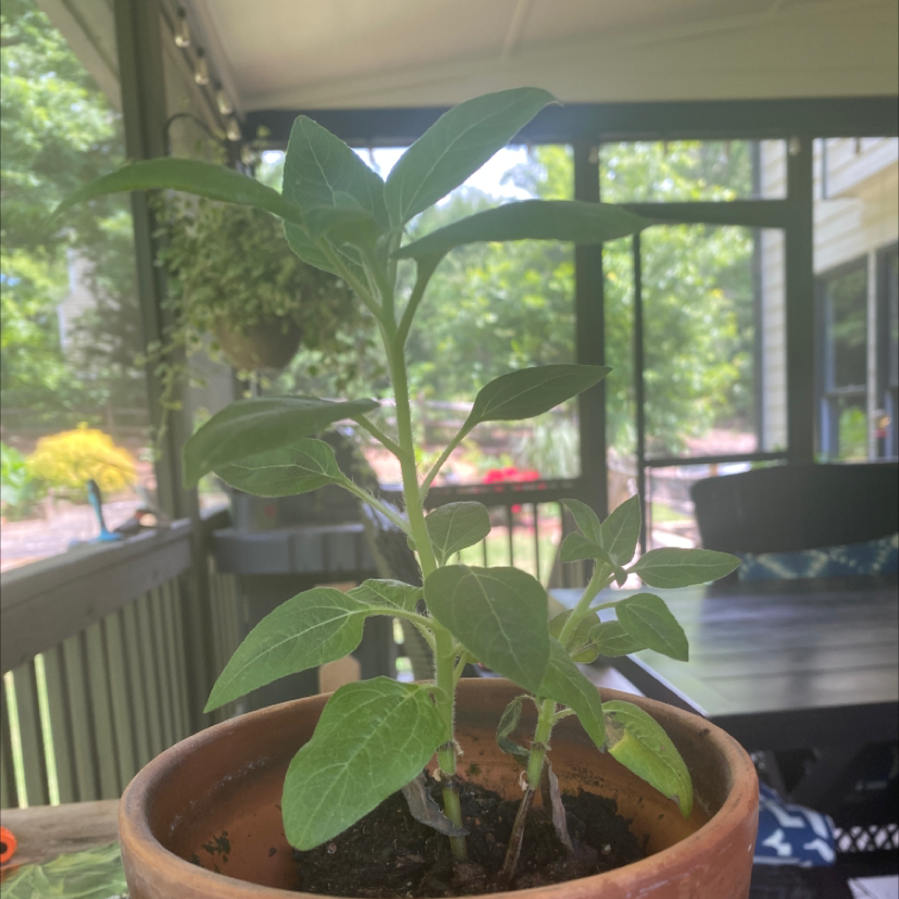 Slender Sunflower plant photo by Sophia named Arnold on Greg, the plant care app.