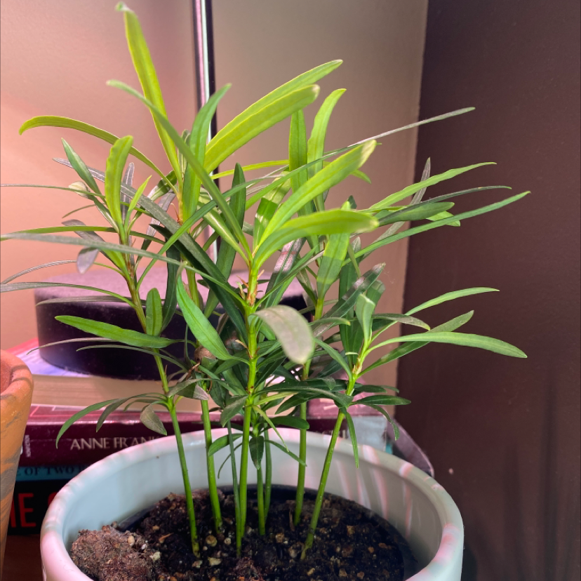 Healthy Podocarpus plant in a white pot with visible soil.