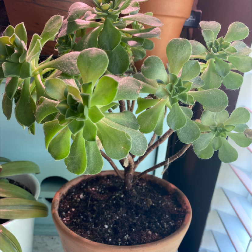 Aeonium Arboreum plant photo by @maddy.balogh named alfonso on Greg, the plant care app.