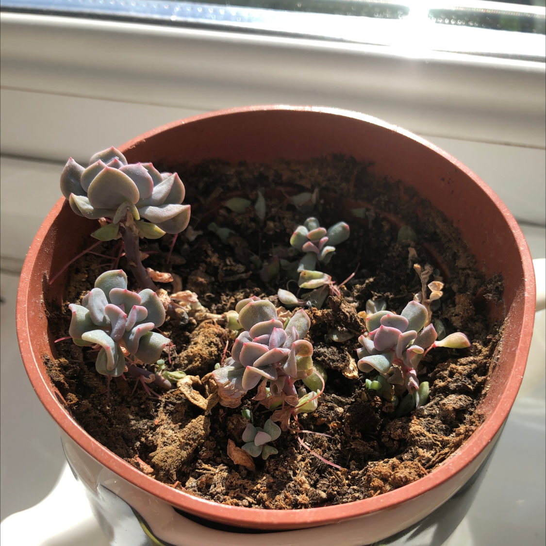 Potted Echeveria 'Purple Pearl' with multiple small rosettes in a well-lit environment.