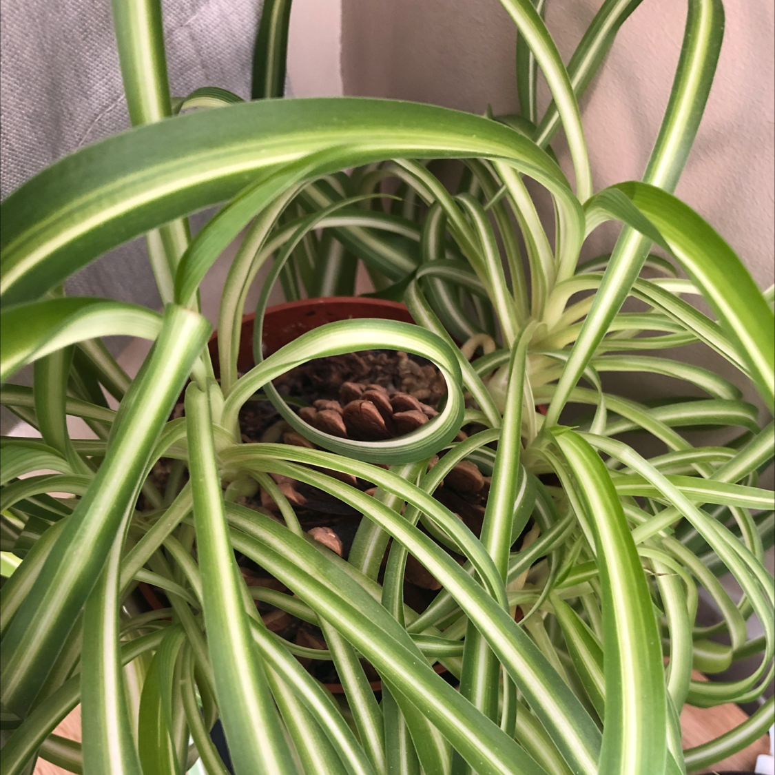 Spider Plant plant photo by Cara named Spooder on Greg, the plant care app.