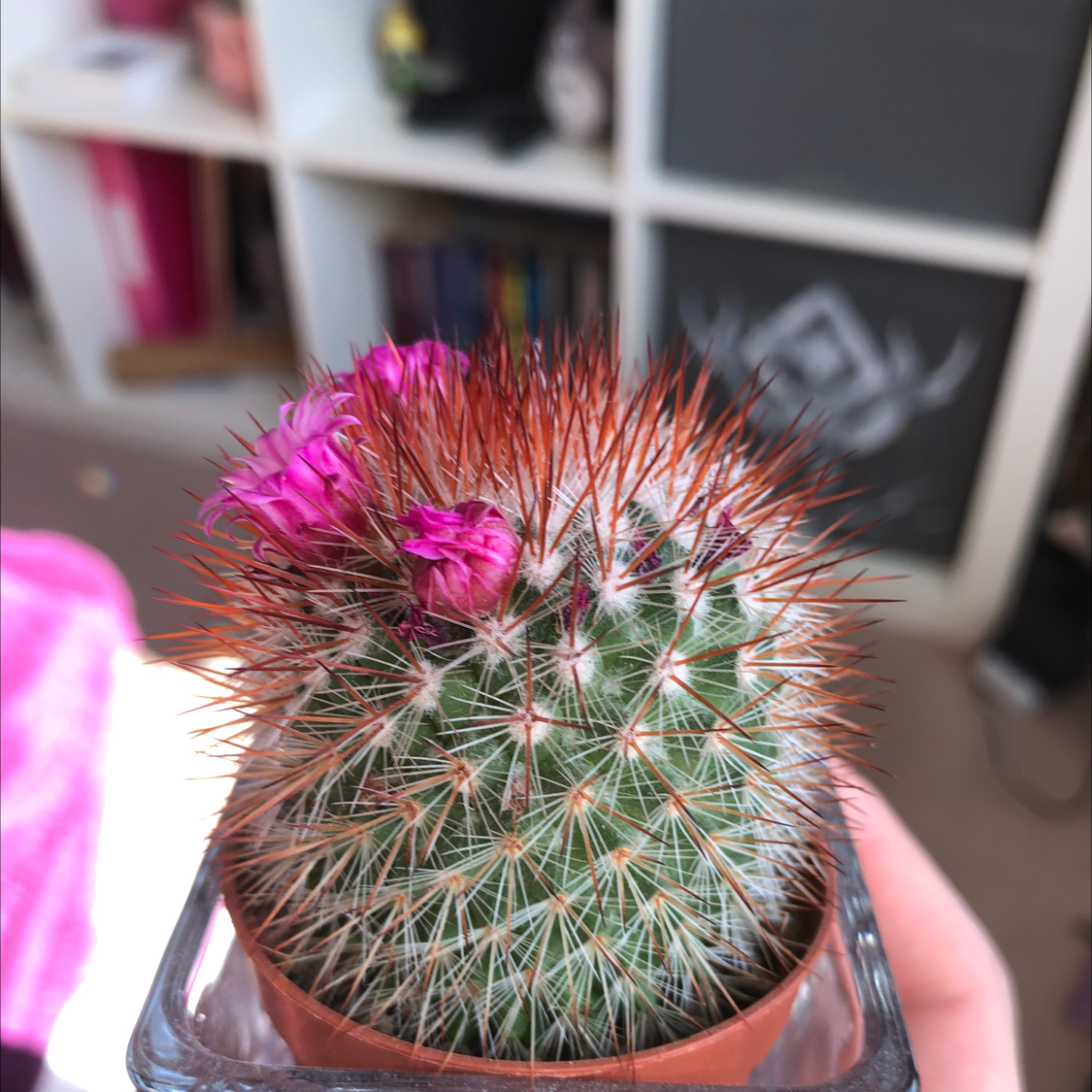 Photo of the plant species Mammillaria Haageana by Cara named Red spikes on Greg, the plant care app
