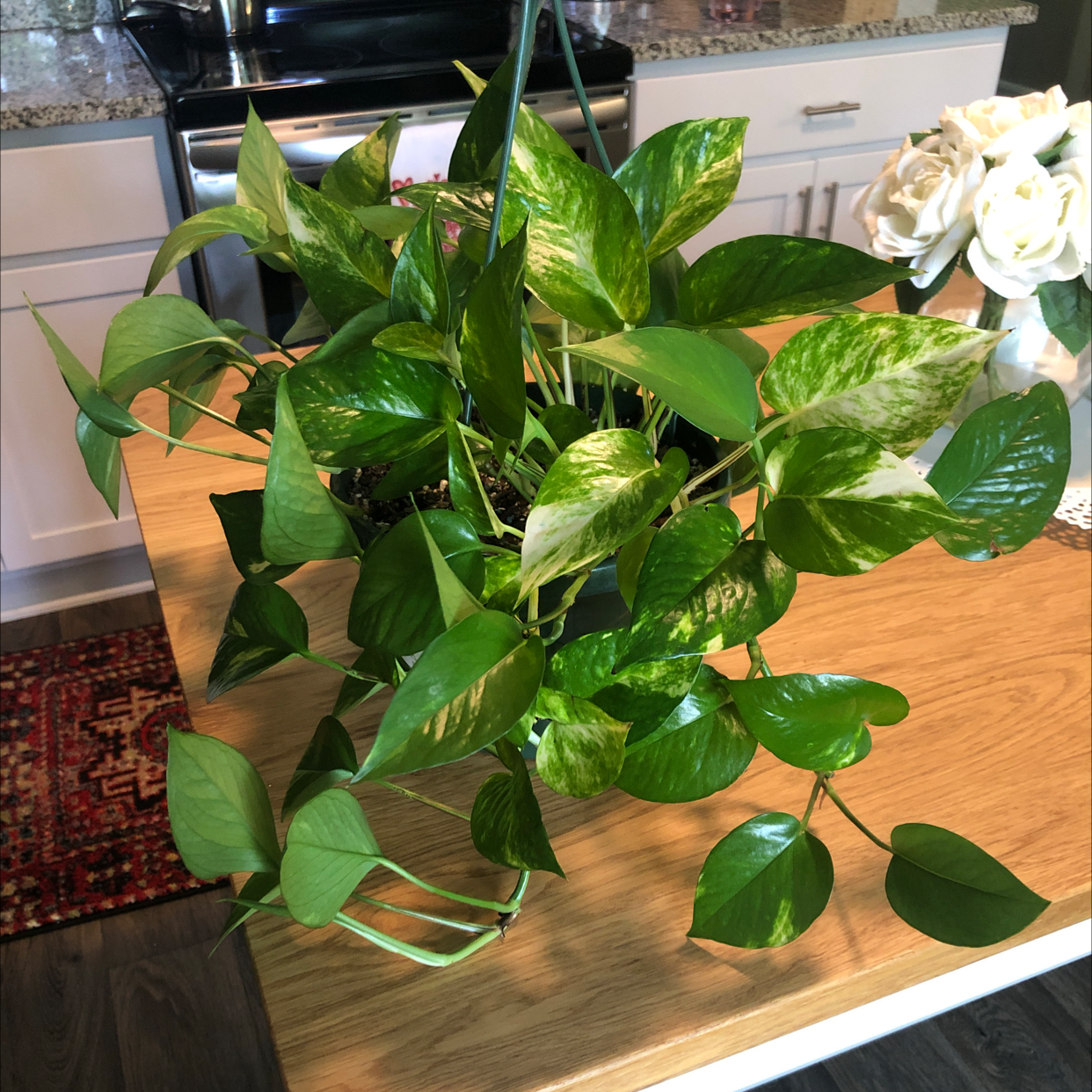 Photo of the plant species Hawaiian Pothos by @spaceykatie named Sol on Greg, the plant care app