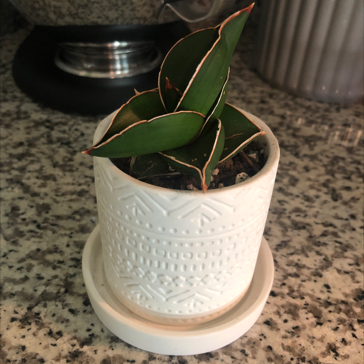 Samurai Dwarf Snake Plant in a white pot on a granite countertop.