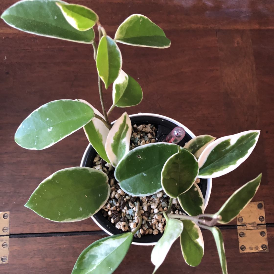 Photo of the plant species Hoya Krimson Queen by @kb114 named Her Majesty on Greg, the plant care app