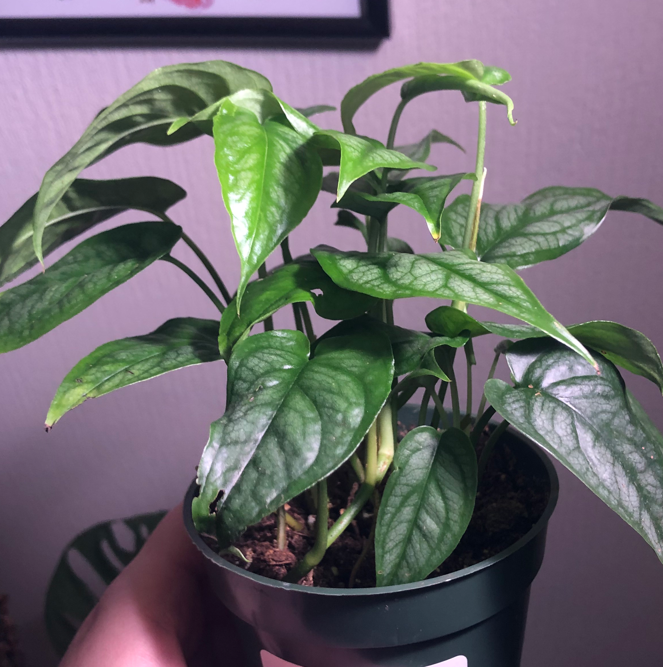 Potted Silver Monstera plant with healthy green leaves, held by a hand.