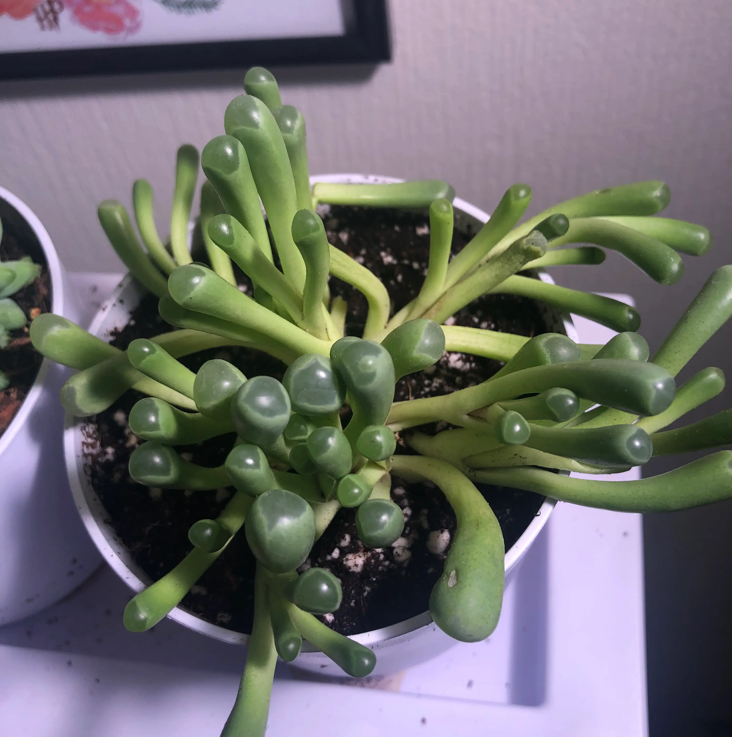 Healthy Baby Toes (Fenestraria rhopalophylla) succulent in a pot with visible soil.
