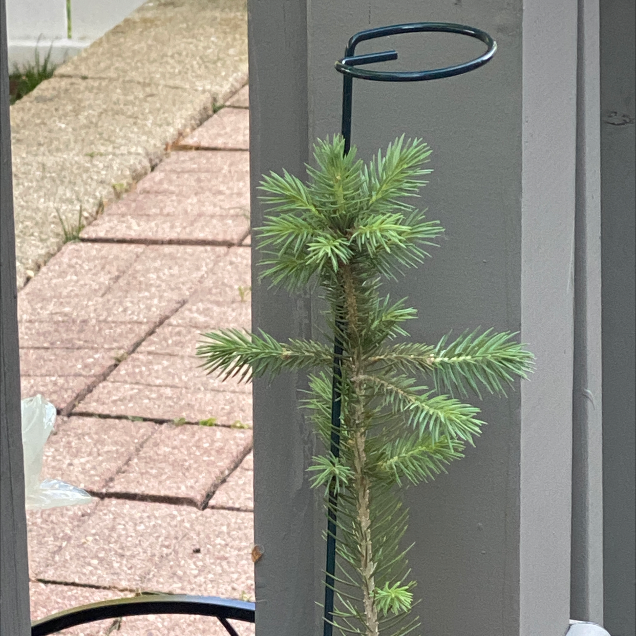 Young Blue Spruce plant supported by a stake in an outdoor setting.