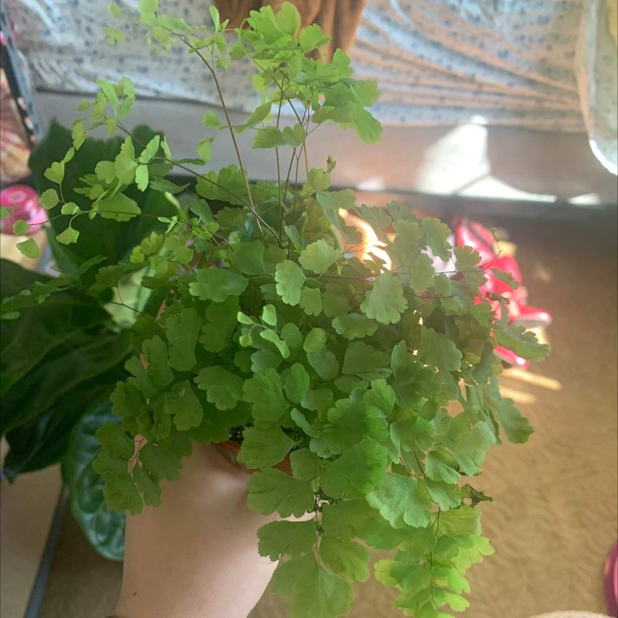 Potted Hemionitis raddiana plant with small, green, lobed leaves held by a hand.