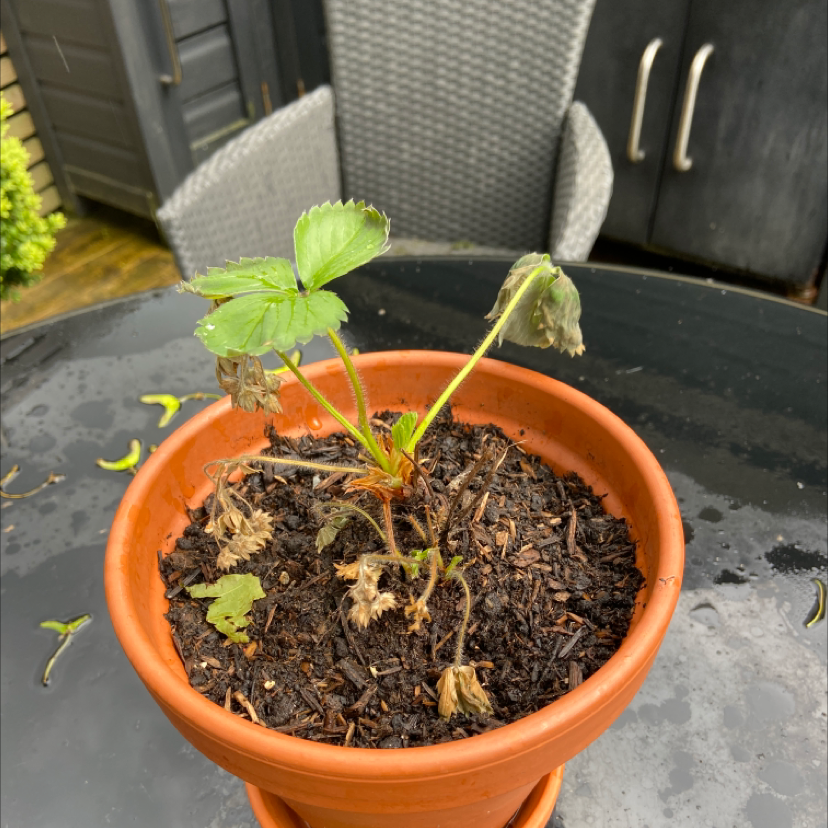California Strawberry plant photo by @Grapeface named Nora on Greg, the plant care app.