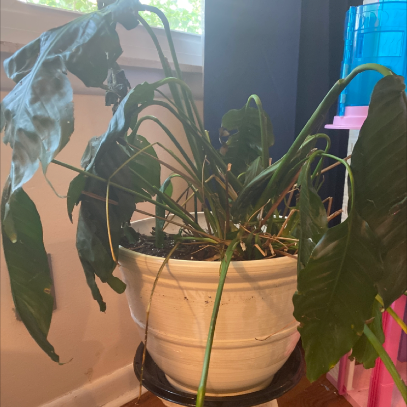 Peace Lily plant photo by Maree named Sad Sam on Greg, the plant care app.