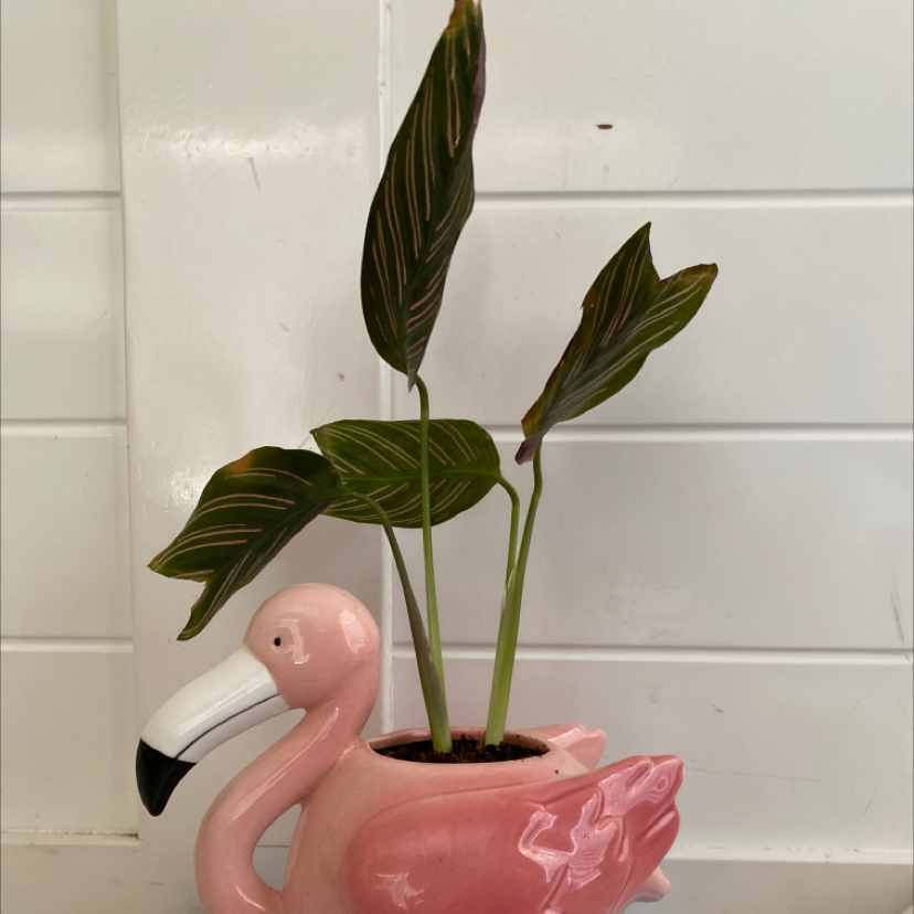 Pinstripe Calathea plant photo by Katie named :D on Greg, the plant care app.