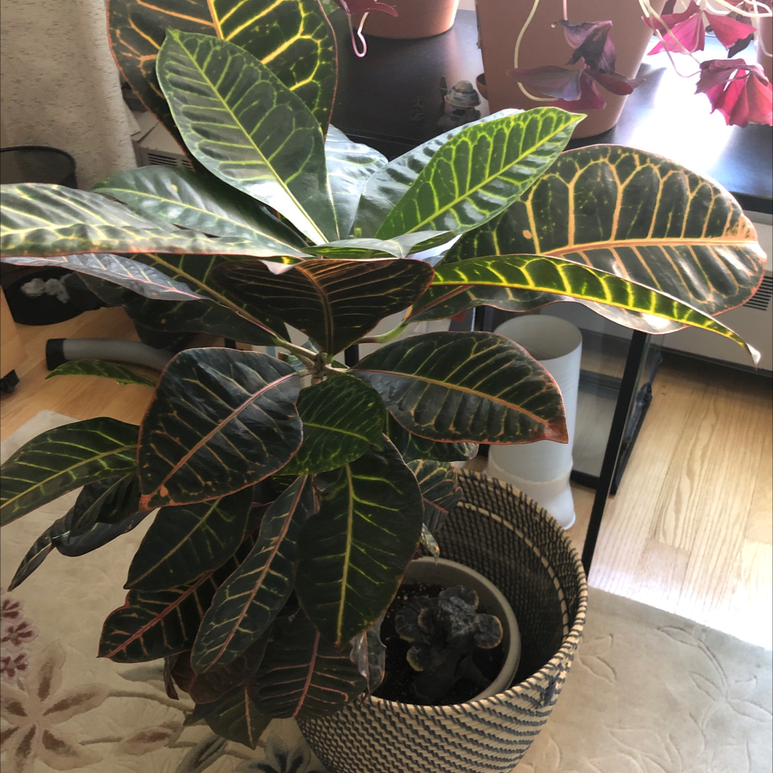 Croton 'Petra' plant photo by Michelle named Philomena on Greg, the plant care app.
