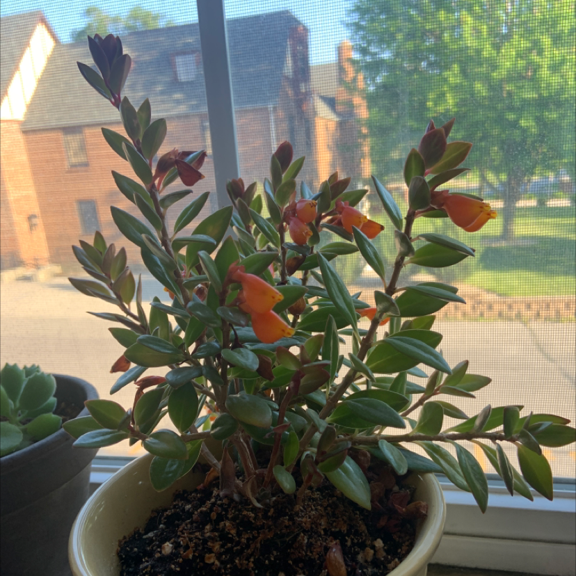 Photo of the plant species Goldfish Plant by @emilydejesu named goldfish plant on Greg, the plant care app